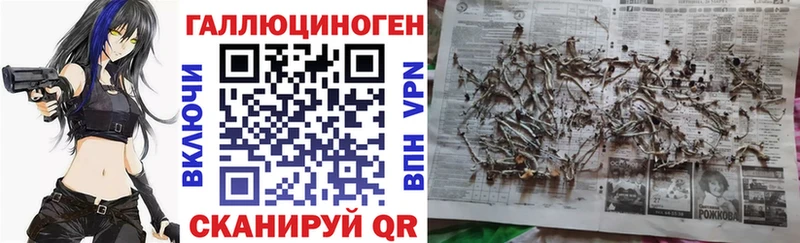 Купить  Салаир  Псилоцибиновые грибы Psilocybine cubensis 